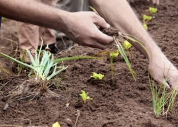 Día del Agricultor y la Agricultora: “Necesitamos acceder a la tierra”