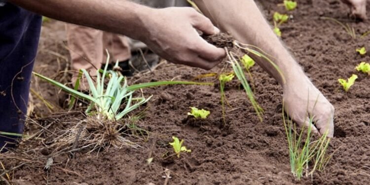 Día del Agricultor y la Agricultora: “Necesitamos acceder a la tierra”
