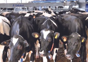  La crisis de los incendios impactará sobre la oferta de carne