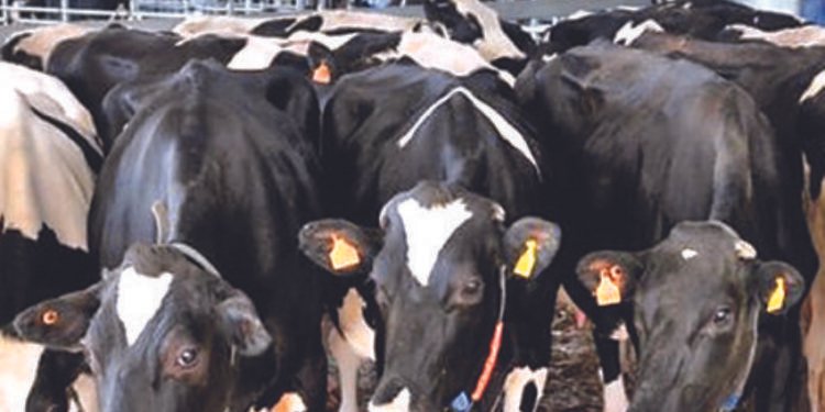  La crisis de los incendios impactará sobre la oferta de carne