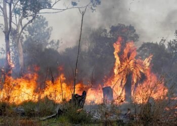 Se reactivaron focos de incendios forestales en Corrientes