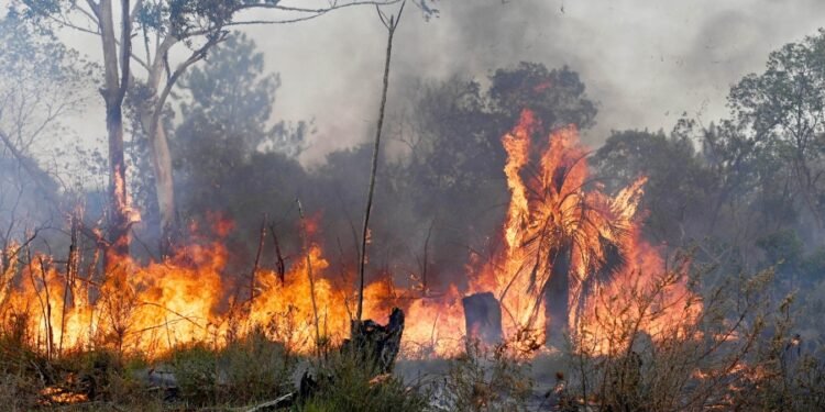 Se reactivaron focos de incendios forestales en Corrientes
