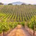 Se viene el II Encuentro Regional del Turismo del Vino