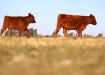 Argentina abre mercados internacionales al levantar prohibición sobre exportación de ganado en pie