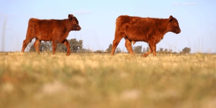 Argentina abre mercados internacionales al levantar prohibición sobre exportación de ganado en pie