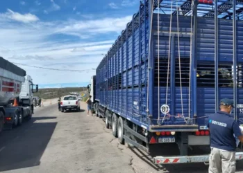 El Senasa renueva la normativa para el traslado de animales.