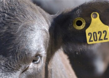 El Senasa avanza con la identificación electrónica bovina.