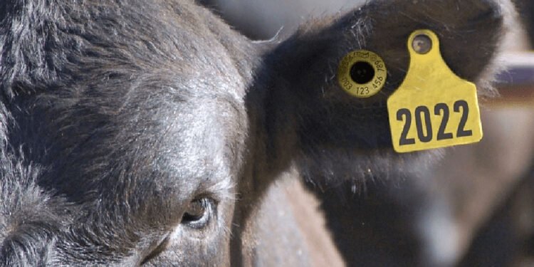 El Senasa avanza con la identificación electrónica bovina.