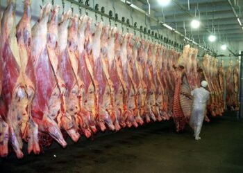 Carne a Estados Unidos: El Gobierno oficializa el registro de exportadores.