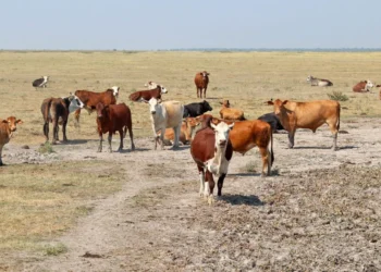 Neuquén bajo emergencia agropecuaria por la sequía.