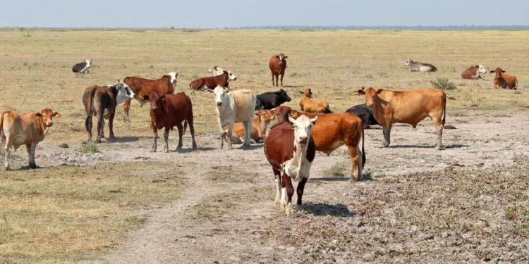 Neuquén bajo emergencia agropecuaria por la sequía.