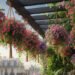 7 Especies de Plantas Colgantes para Revitalizar tu Balcón