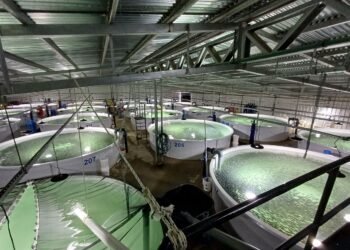 Acuicultura en Argentina: un sector en expansión que superará las 15.000 toneladas