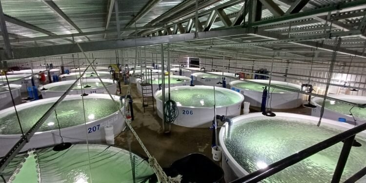 Acuicultura en Argentina: un sector en expansión que superará las 15.000 toneladas