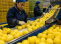 Récord de exportaciones de limones en dos décadas durante el primer cuatrimestre