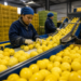 Récord de exportaciones de limones en dos décadas durante el primer cuatrimestre
