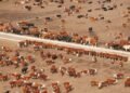 La ocupación histórica en los feedlots pone en duda una posible sobreoferta