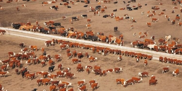 La ocupación histórica en los feedlots pone en duda una posible sobreoferta