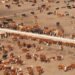 La ocupación histórica en los feedlots pone en duda una posible sobreoferta