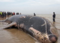 Falleció la ballena varada en el Río de la Plata