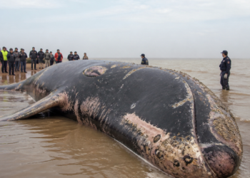 Falleció la ballena varada en el Río de la Plata