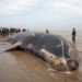Falleció la ballena varada en el Río de la Plata