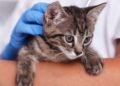 La inmunización en animales, esencial para prevenir la rabia