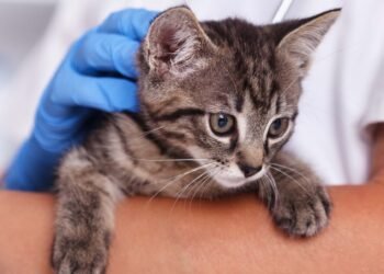 La inmunización en animales, esencial para prevenir la rabia