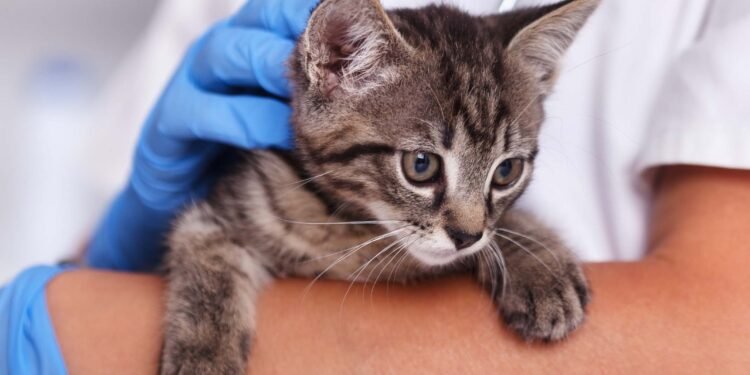 La inmunización en animales, esencial para prevenir la rabia
