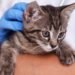 La inmunización en animales, esencial para prevenir la rabia
