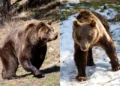 La nueva vida de dos osos de Luján en un santuario de Bulgaria