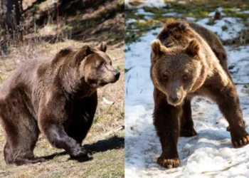 La nueva vida de dos osos de Luján en un santuario de Bulgaria