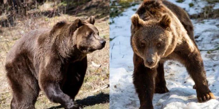 La nueva vida de dos osos de Luján en un santuario de Bulgaria