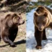 La nueva vida de dos osos de Luján en un santuario de Bulgaria