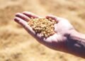 Legumbres: claves de cultivos que transforman el panorama agrícola mundial