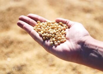 Legumbres: claves de cultivos que transforman el panorama agrícola mundial