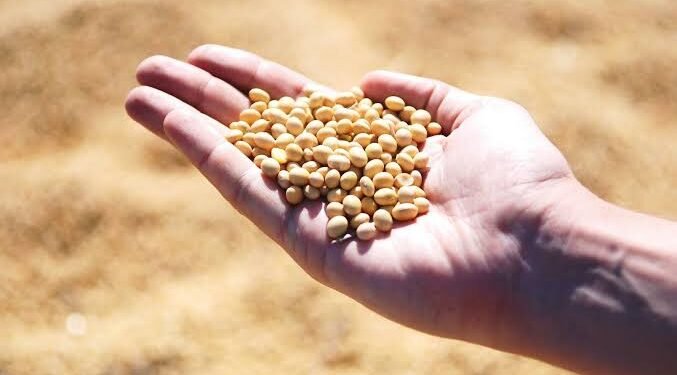 Legumbres: claves de cultivos que transforman el panorama agrícola mundial