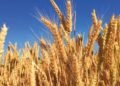 La falta de lluvias empieza a complicar al trigo y condiciona la siembra de maíz en la región núcleo