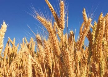 La falta de lluvias empieza a complicar al trigo y condiciona la siembra de maíz en la región núcleo