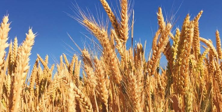 La falta de lluvias empieza a complicar al trigo y condiciona la siembra de maíz en la región núcleo